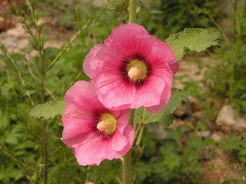  Althaea Rosea Extract 